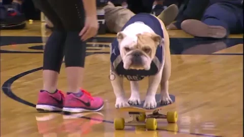 Big East Dog GIF by BIG EAST Conference