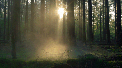 Bildergebnis für gif nature calming green