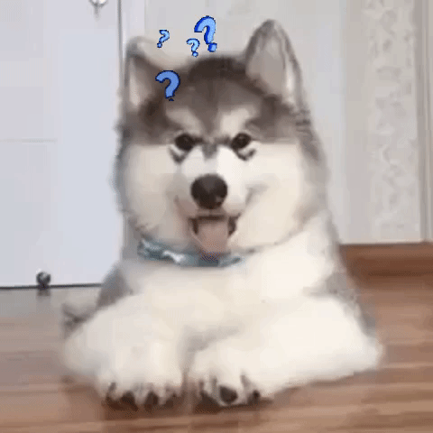 moodman による困惑した犬の GIF