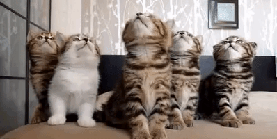 Cats GIF