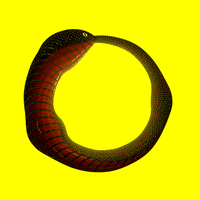 Loop Snake GIF by xponentialdesign