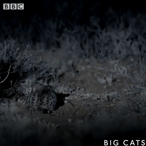 bbcbigcats blackfootedcat GIF by BBC