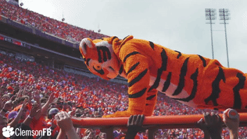 Go Tigers Football GIF by Clemson Tigers