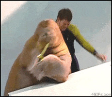 hadat :v GIF