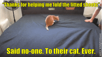 innoculous bed caturday sheets GIF