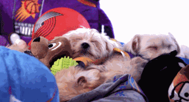 GIF by Golden State Warriors