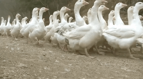 Geese-gif GIFs - Get the best GIF on GIPHY
