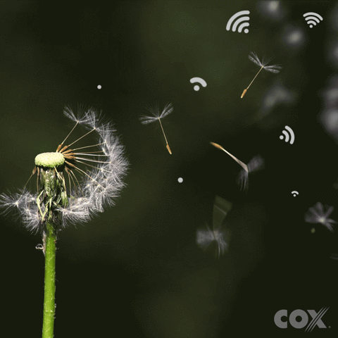 wifi dandelion GIF by Cox Communications