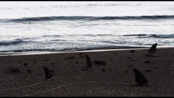 jurghuberortega sandshark GIF