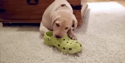 puppy crocs