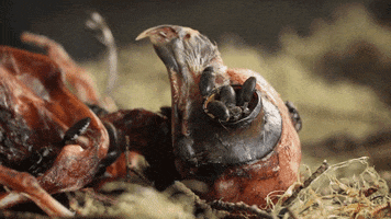 flesh eating bugs GIF by PBS Digital Studios