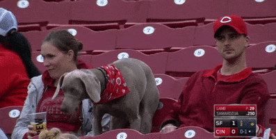Cincinnati Reds Dog GIF by MLB
