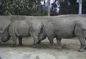 rhinos GIF by America's Funniest Home Videos