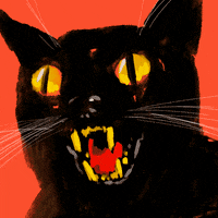 Black Cat Halloween GIF by Studios 2016