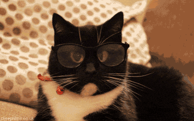 Cat GIF by sheepfilms - Find & Share on GIPHY
