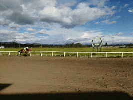 australia  GIF