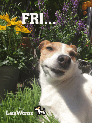 leswauz dog friday tgif doggy GIF