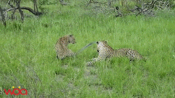 davidjackson0102 wild animal animal mating GIF