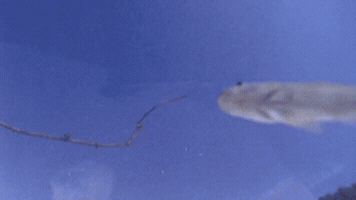 eucleciojosiasrodrigues  GIF