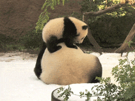 Baby Panda GIF
