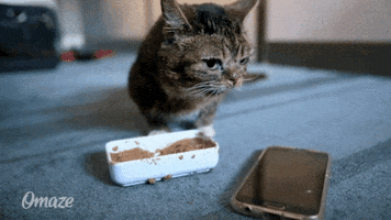 Hungry Cat Food GIF by Omaze