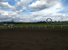 australia  GIF