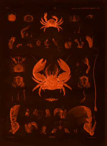 illustration crab GIF by A.M.T.G. G.G.