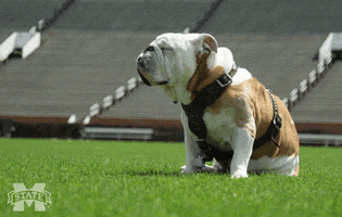 Bulldogs Whatever GIF by Mississippi State Athletics