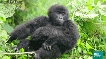 bbcearthasia bbc earth asia gorilla family & me GIF