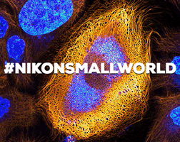 davemosher nikon microscopy microscopes nikon small world GIF
