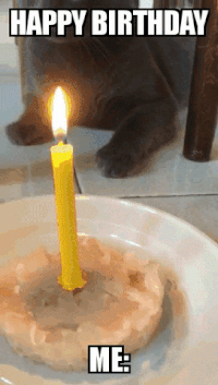 Scared-cat-funny-gif GIFs - Get the best GIF on GIPHY