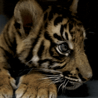Cute-eyes GIFs - Get the best GIF on GIPHY