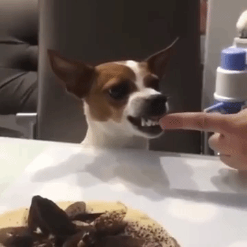 lalimiguenz pastel perro torta enojado GIF