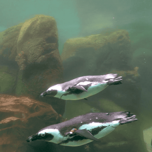 San Diego Zoo GIF - Find & Share on GIPHY