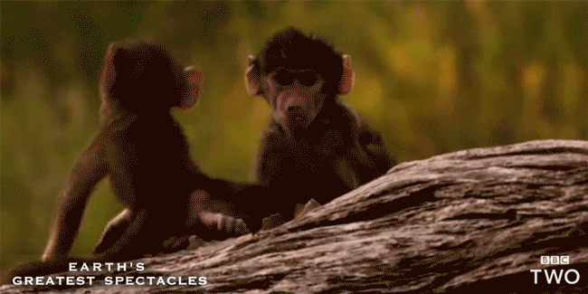 Baby Monkey Hug Gif