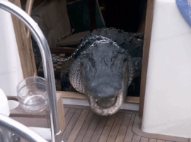miamivice 80s elvis alligator gator GIF