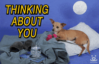Valentines Day Love GIF by Best Friends Animal Society