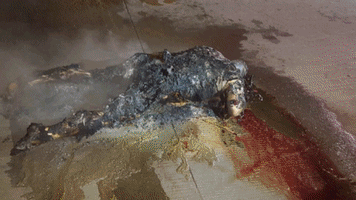 Raymundo Gomez Flores Coto Bahia En Tijuana GIF