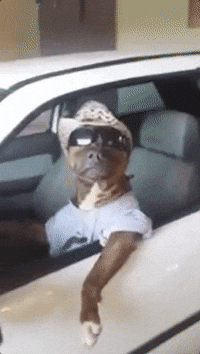 giphy.gif?cid=4d1e4f29dbc9dc39c63854be5ad2970b487eec79afc78c33&rid=giphy.gif