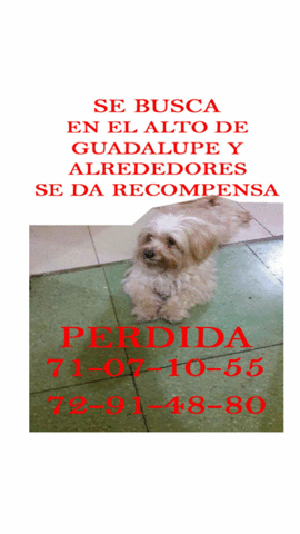 Propiedades  GIF