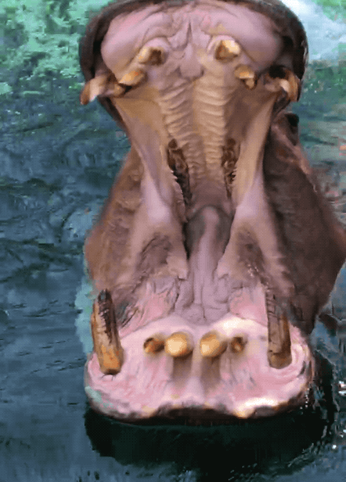 Happy Big Mouth GIF by San Diego Zoo