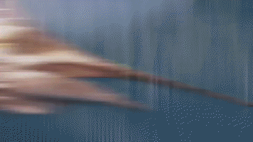 spiderwire  GIF