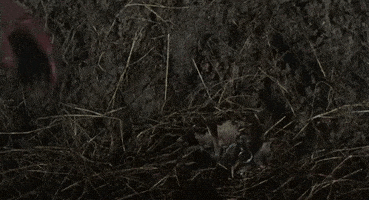 evil dead horror GIF