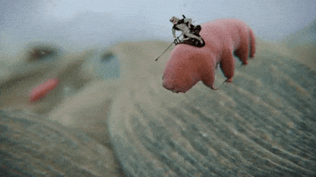 nox  GIF