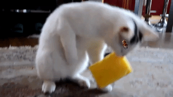 Hund GIF