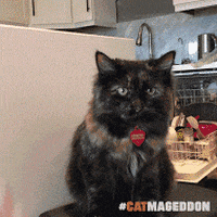 happy cat GIF by truth