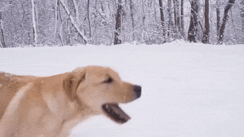 Dog Running GIF by Awesome GIFs