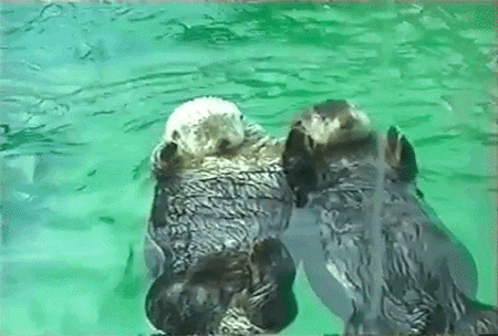 holding hands sleeping GIF by AFV Pets