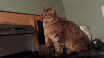 satoshi4eva #cat #ninja #boop GIF