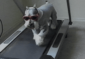 Dog Treadmill GIF by RETROFUNK